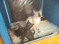 Кошка-красотка и ее котята в поисках дома