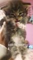 Отдам котят Сибирской кошки срочно!