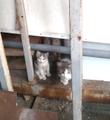 Котята с серо-голубыми глазами в дар