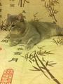 Отдам котика в добрые руки