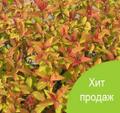 Купить саженцы Спиреи