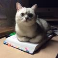 Кот Даня ищет себе семью.