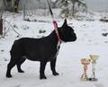 Подрощенная девочка фр. бульдога шоу класса