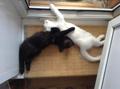 Котята в надежные руки