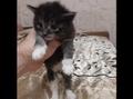 Отдам в добрые руки