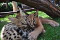 Продаются котята serval и carakal.