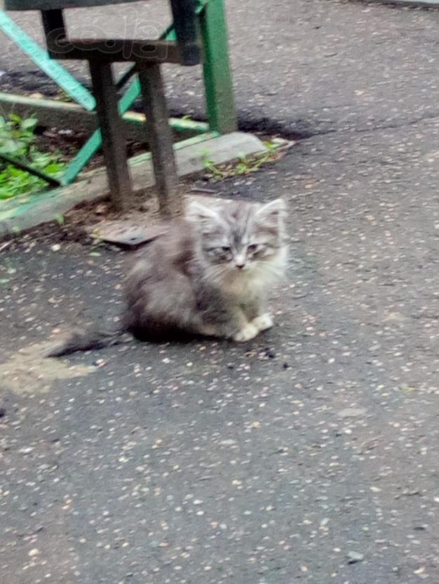 Отдаю крошку в добрые руки