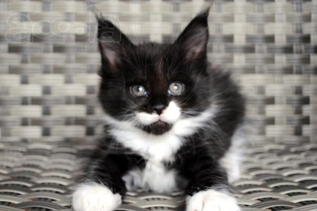 Чистокровные котята мейн кун