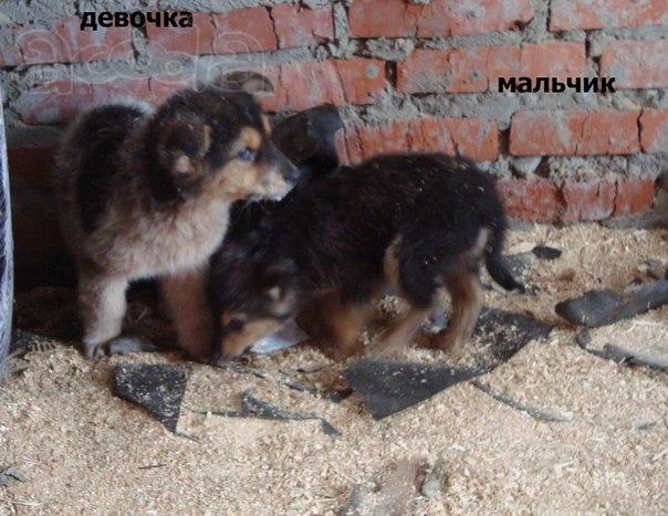 Щенки из сарая мечиают о доме
