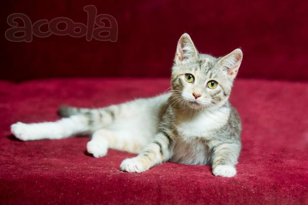 Котенок Алиса в поисках дома