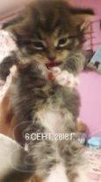 Отдам котят Сибирской кошки срочно!