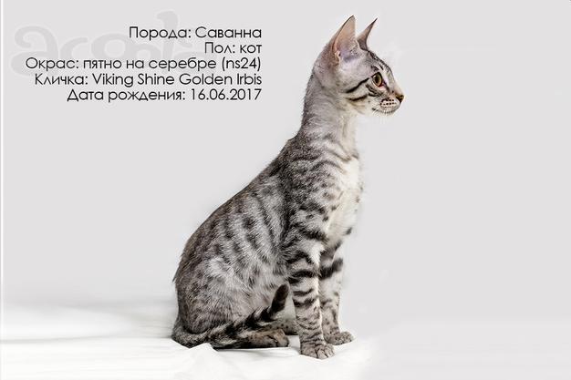 Котята Саванны - домашние леопарды