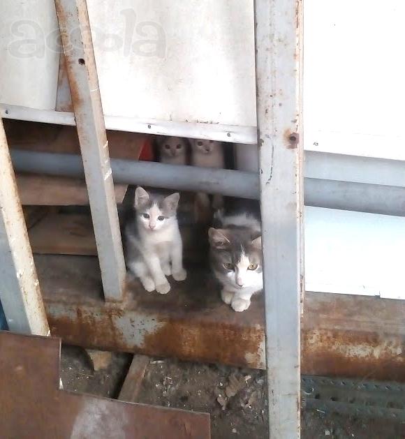 Котята с серо-голубыми глазами в дар