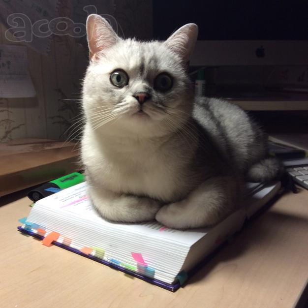 Кот Даня ищет себе семью.