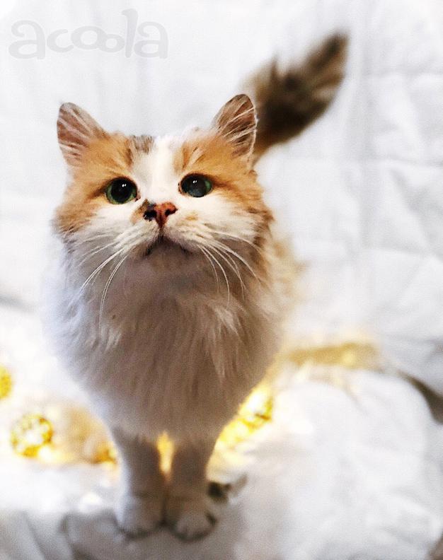 Кошка Перси в добрые руки!