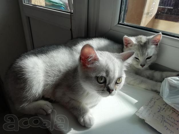 Шотландские Скоттиш Страйты с прямыми ушками