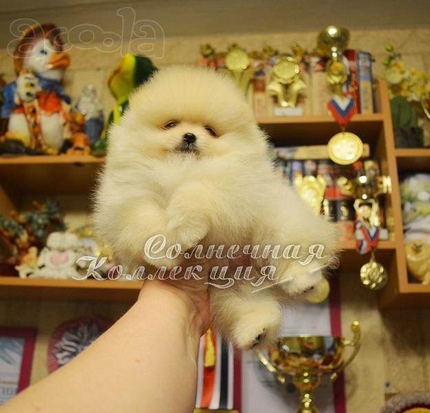 Померанский шпиц