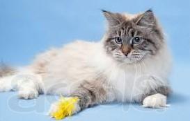 Стерилизация кошек. Кастрация котов. Удаление когтей у кошек
