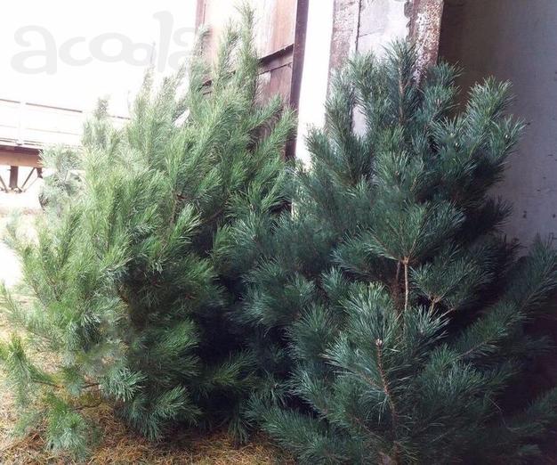 Живые сосны оптом по низкой цене