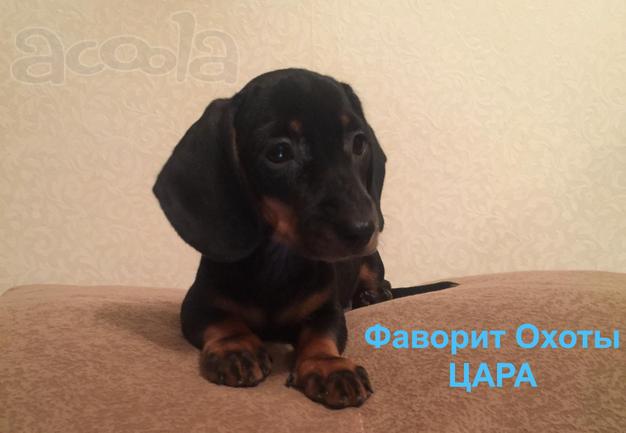 Щенки таксы: РКФ, прививки, девочки
