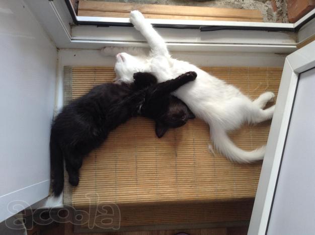 Котята в надежные руки