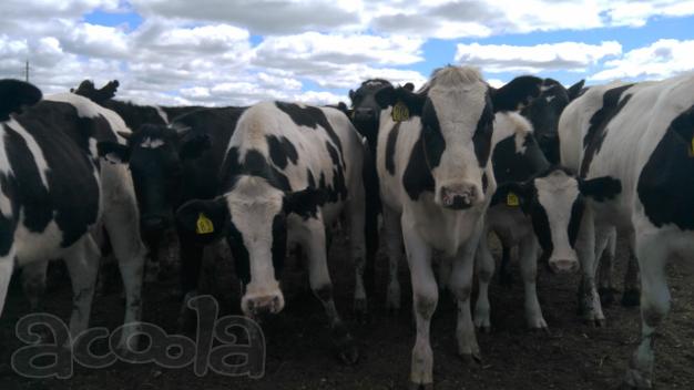 Продажа племенных нетелей молочного направления с продуктивностью от 7000 за лактацию из России в Ирак.