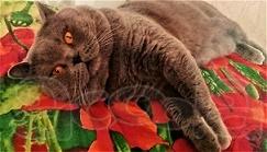 Вязка с котом: Шотландский Прямоухий кот