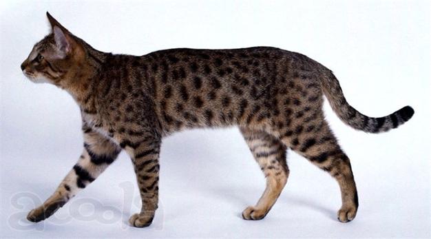 Калифорнийский сияющий котенок 5 мес.