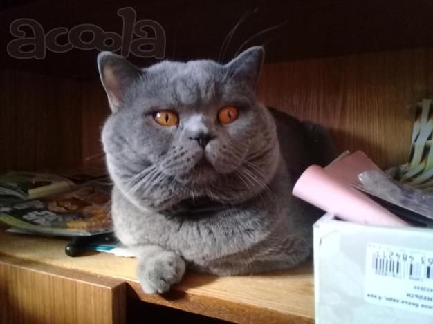 Вязка    Шотландский   красавец  -  кот