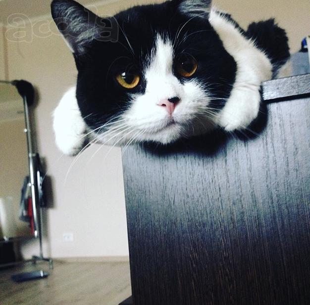 Отдам в добрые руки котика!