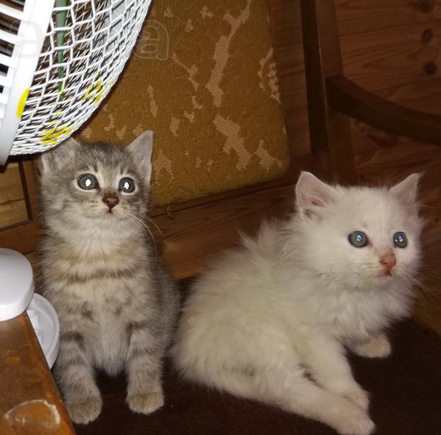 Прелестные котята в нормальные руки
