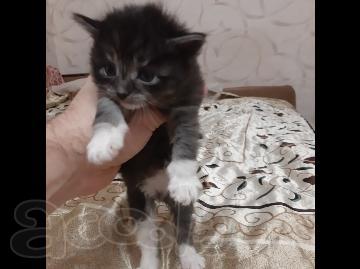 Отдам в добрые руки