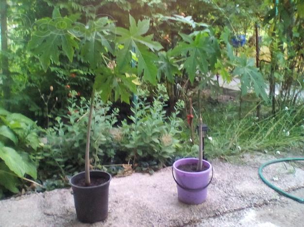 Продам саженцы папайи, гуайявы - комнатных плодовых экзотов