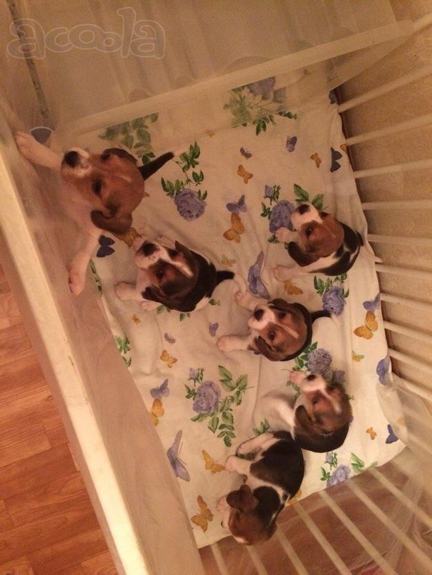 Продам щенков Бигля.
