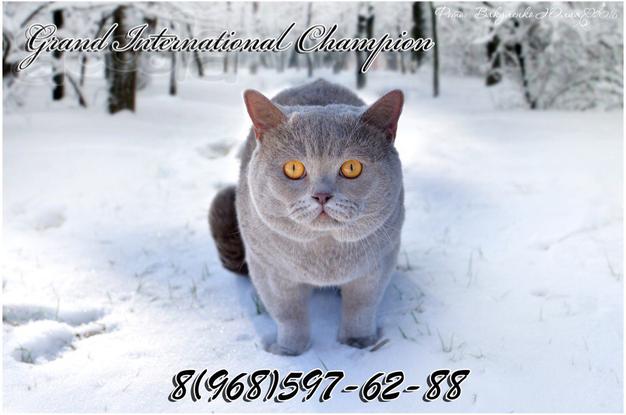Вязка с Элитным Британским котом