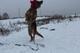 Немецкая овчарка в дар!