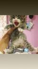 Отдам котят Сибирской кошки срочно!