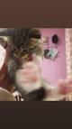 Отдам котят Сибирской кошки срочно!