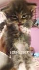 Отдам котят Сибирской кошки срочно!