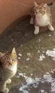 Отдаю срочно котят!