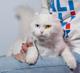 Котята породы американский керл