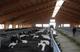 Продажа племенных нетелей молочного направления с продуктивностью от 7000 за лактацию из России в Ирак.