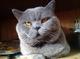 Вязка с котом: Шотландский Прямоухий кот