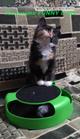 Продаются ласковые котята Курильского бобтейла