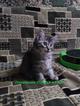 Продаются ласковые котята Курильского бобтейла