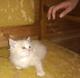Прелестные котята в нормальные руки