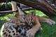 Продаются котята serval и carakal.