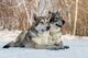 Щенки волчьей собаки (Saarloos Wolfdogs)