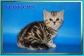 Шотландские котята мраморного окраса из питомника Daryacats