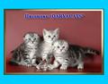 Шотландские котята из питомника Daryacats